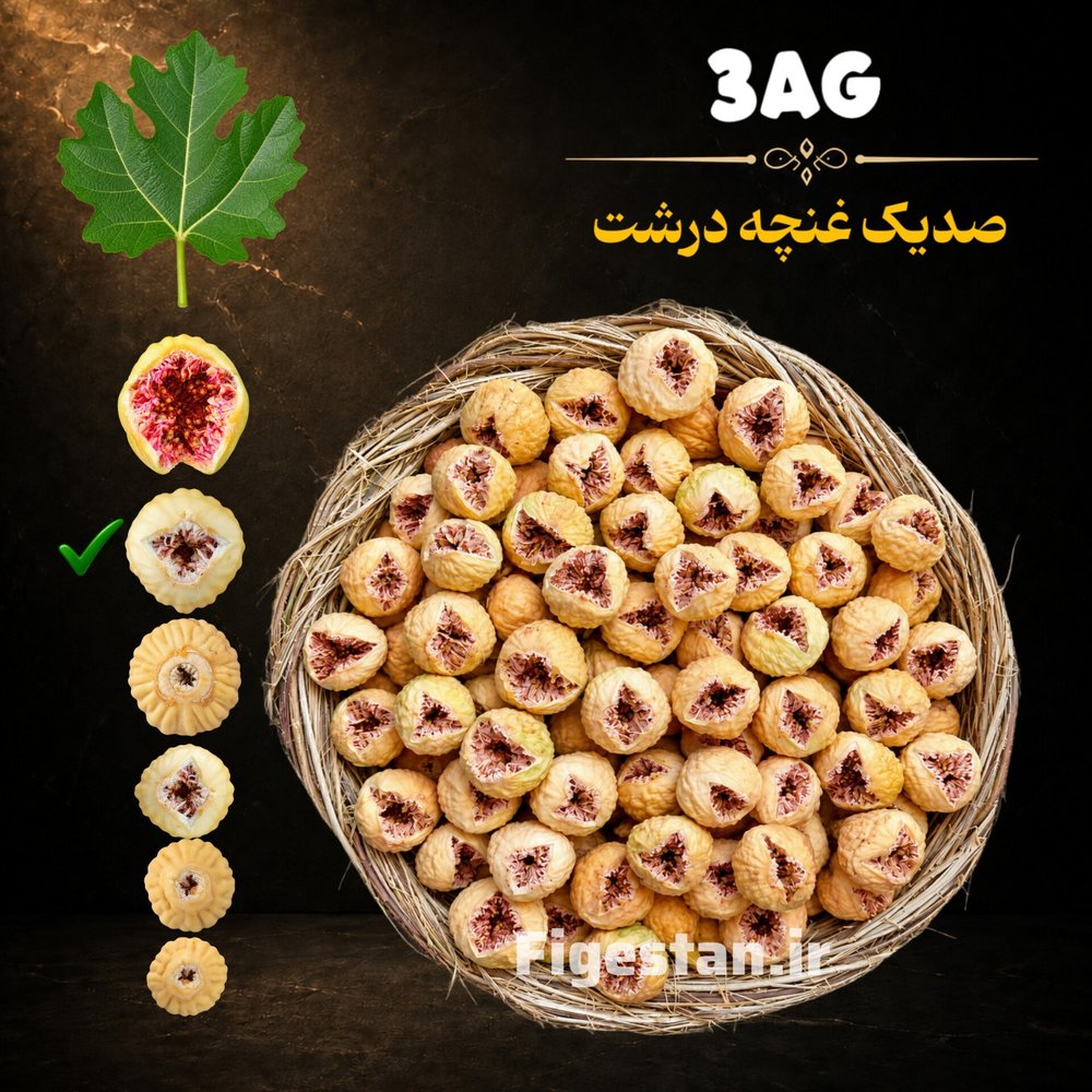 صد یک غنچه درشت-کمی خندان-رنگ سفید و زرد طلایی(3AG)