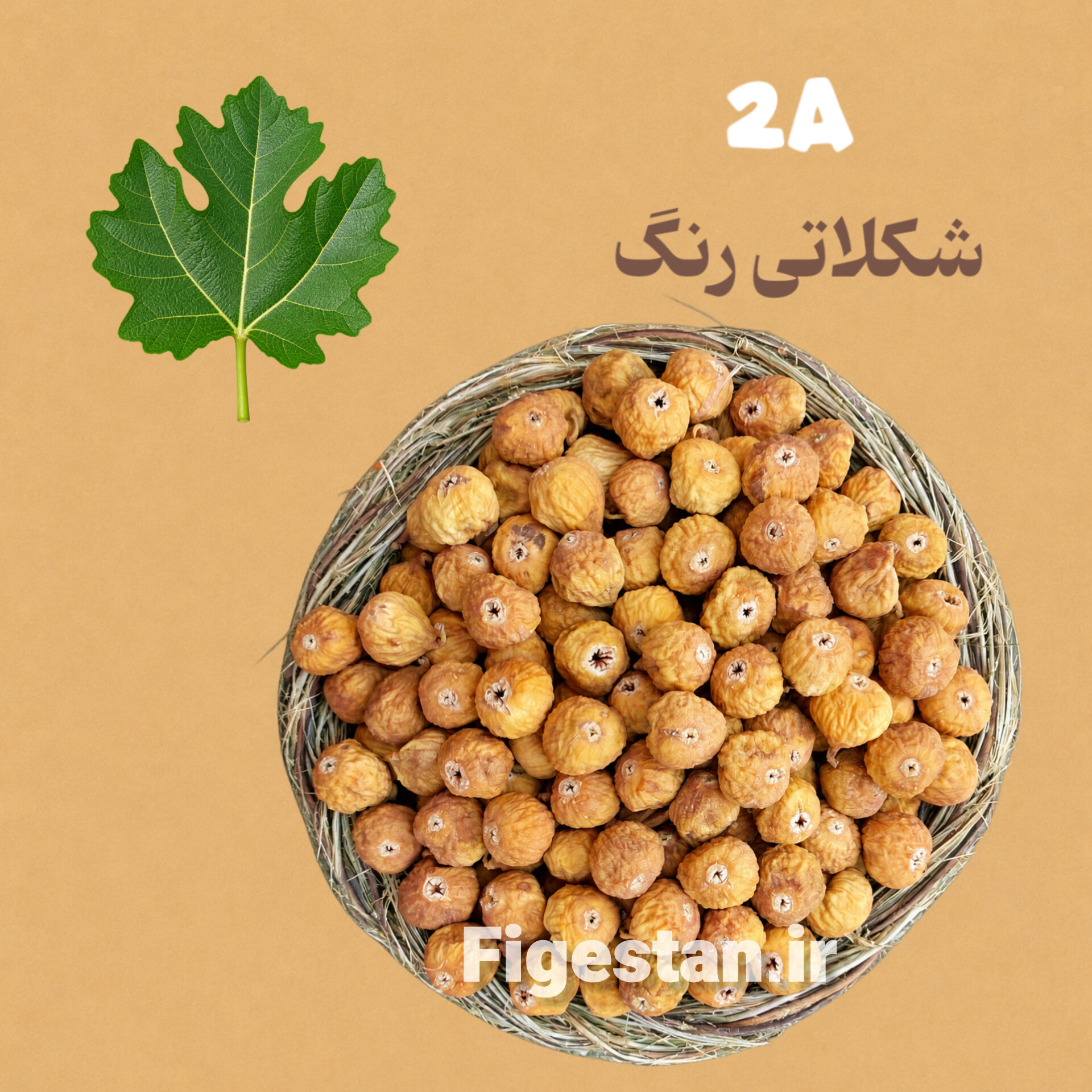 دهان بسته متوسط-رنگ قهوه ای تیره(2A-)