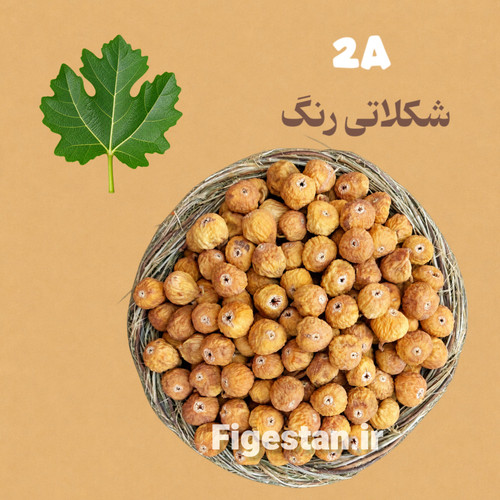 دهان بسته متوسط-رنگ قهوه ای تیره(2A-)