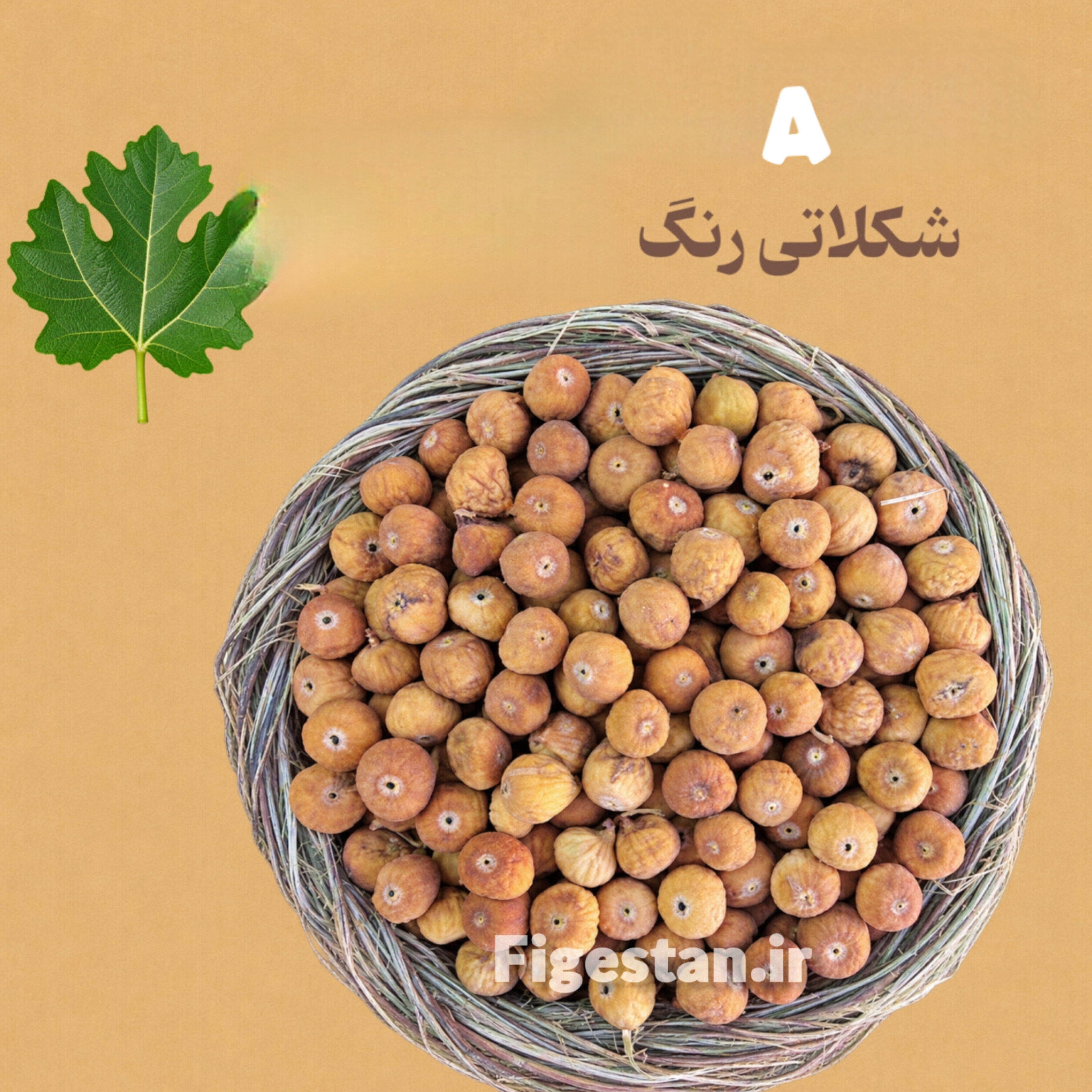دهان بسته ریز(نقلی)-رنگ قهوه ای تیره(A-)